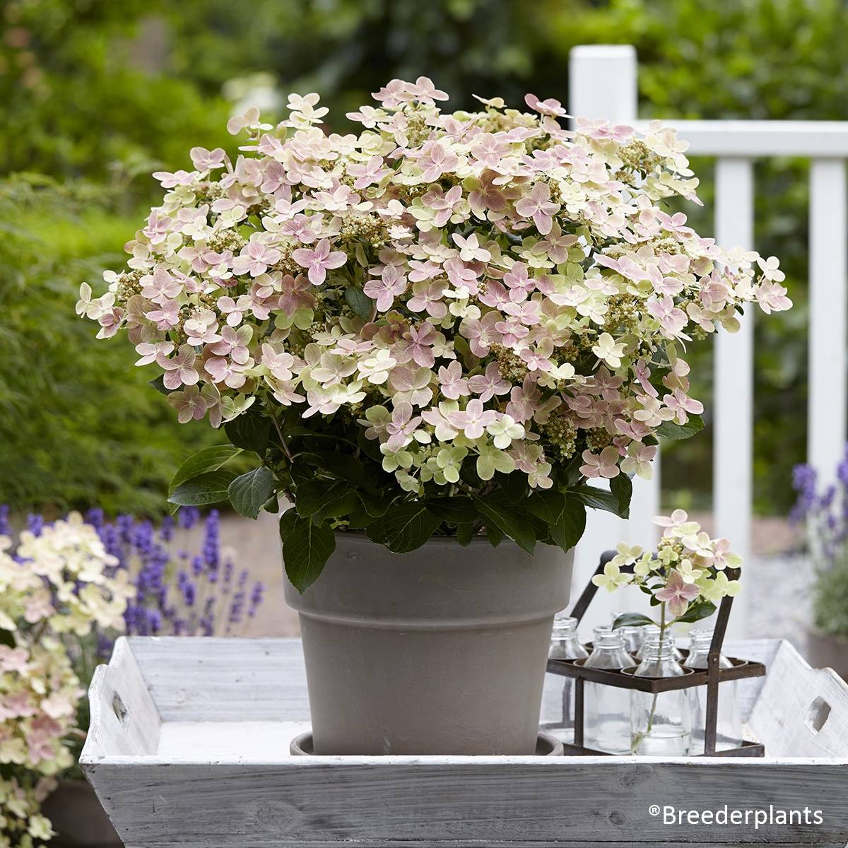 Promesse de Fleurs - Hydrangea paniculata Polestar - Hortensia paniculé Godet de 8/9 cm - Image 1