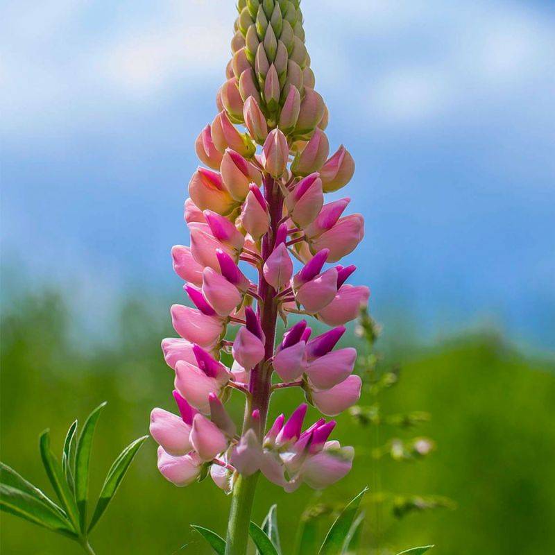3 Lupins 'La Chatelaine' (Lupinus 'The Chatelaine') - Lot de 3 vivaces - Pépinières Naudet - Imagen 1