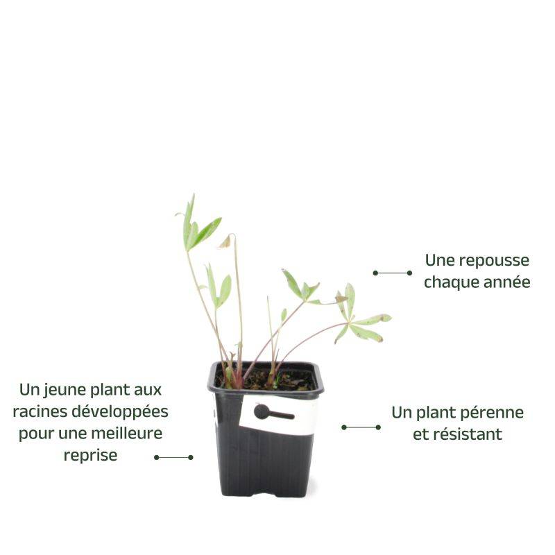 3 Lupins 'La Chatelaine' (Lupinus 'The Chatelaine') - Lot de 3 vivaces - Pépinières Naudet - Imagen 3