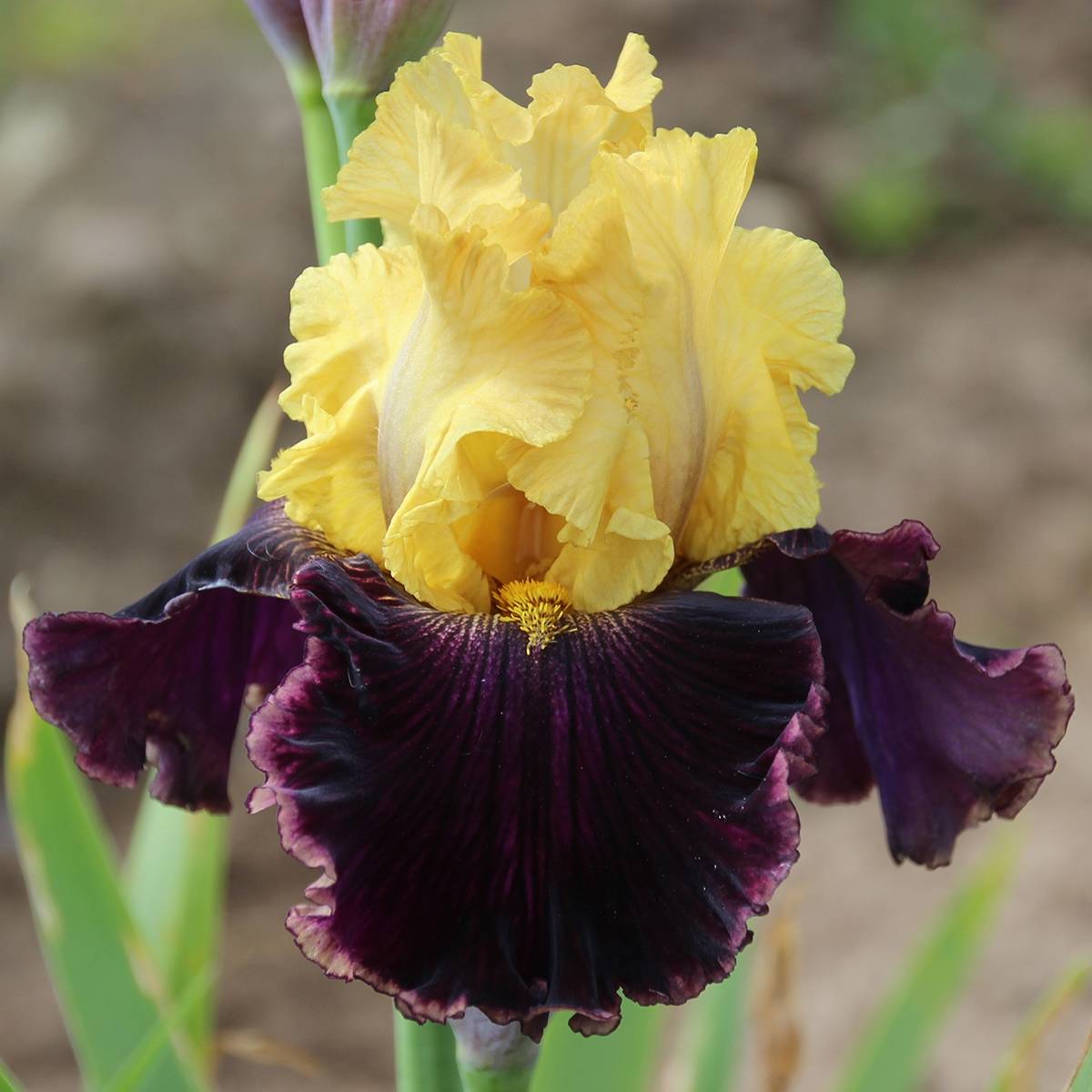 Promesse de Fleurs - Iris germanica Beauté De Sologne - Iris des Jardins Rhizome