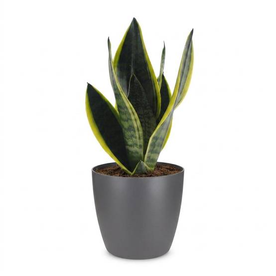 La Green Touch - Sansevieria Future Superb - Langue de belle-mère - Avec cache-pot gris - Pot Ø12 cm, H 35 cm - Image 2