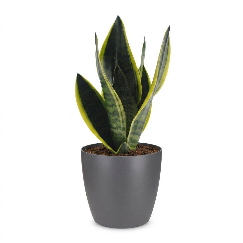 La Green Touch - Sansevieria Future Superb - Langue de belle-mère - Avec cache-pot gris - Pot Ø12 cm, H 35 cm - Image 2
