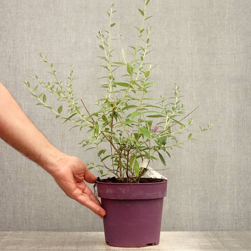 Buddleia alternifolia - Arbre aux papillons Pot de 3L/4L - Image 2