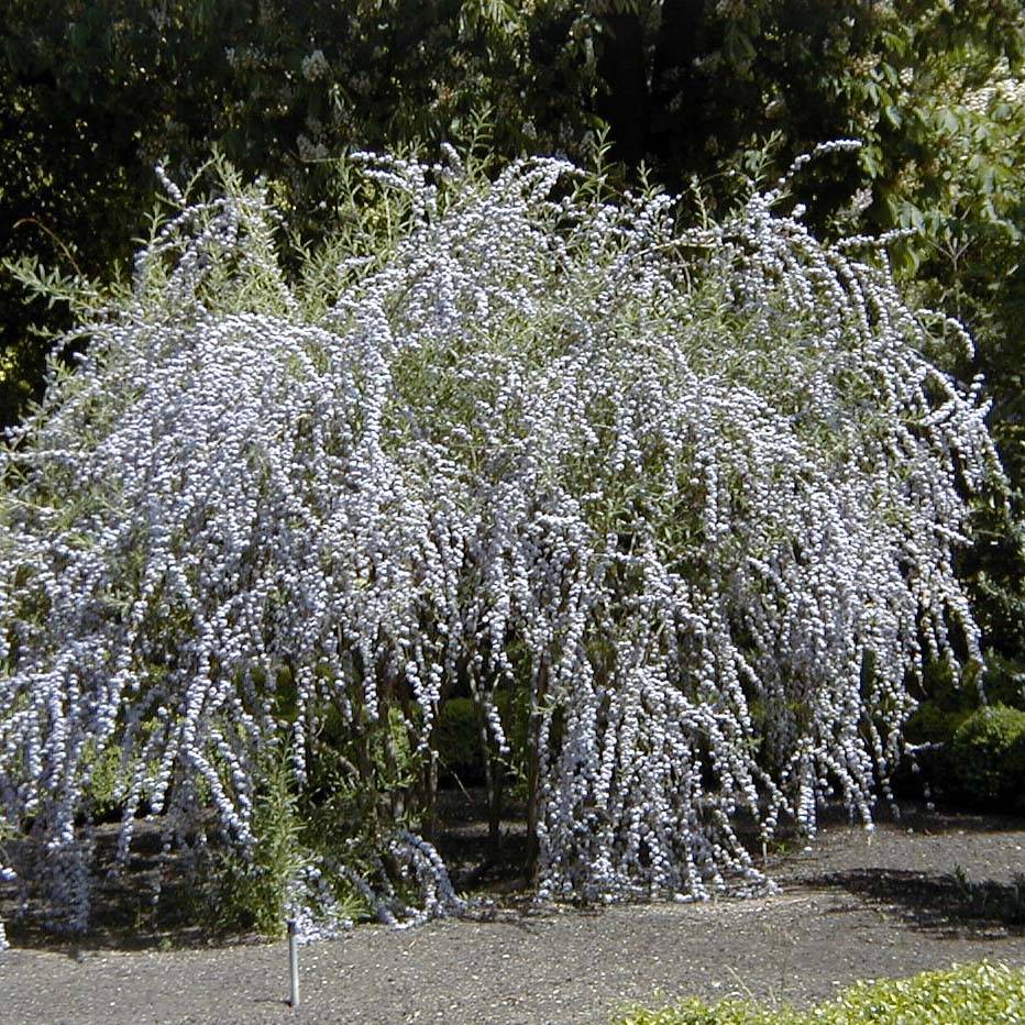 Buddleia alternifolia - Arbre aux papillons Pot de 3L/4L - Image 1