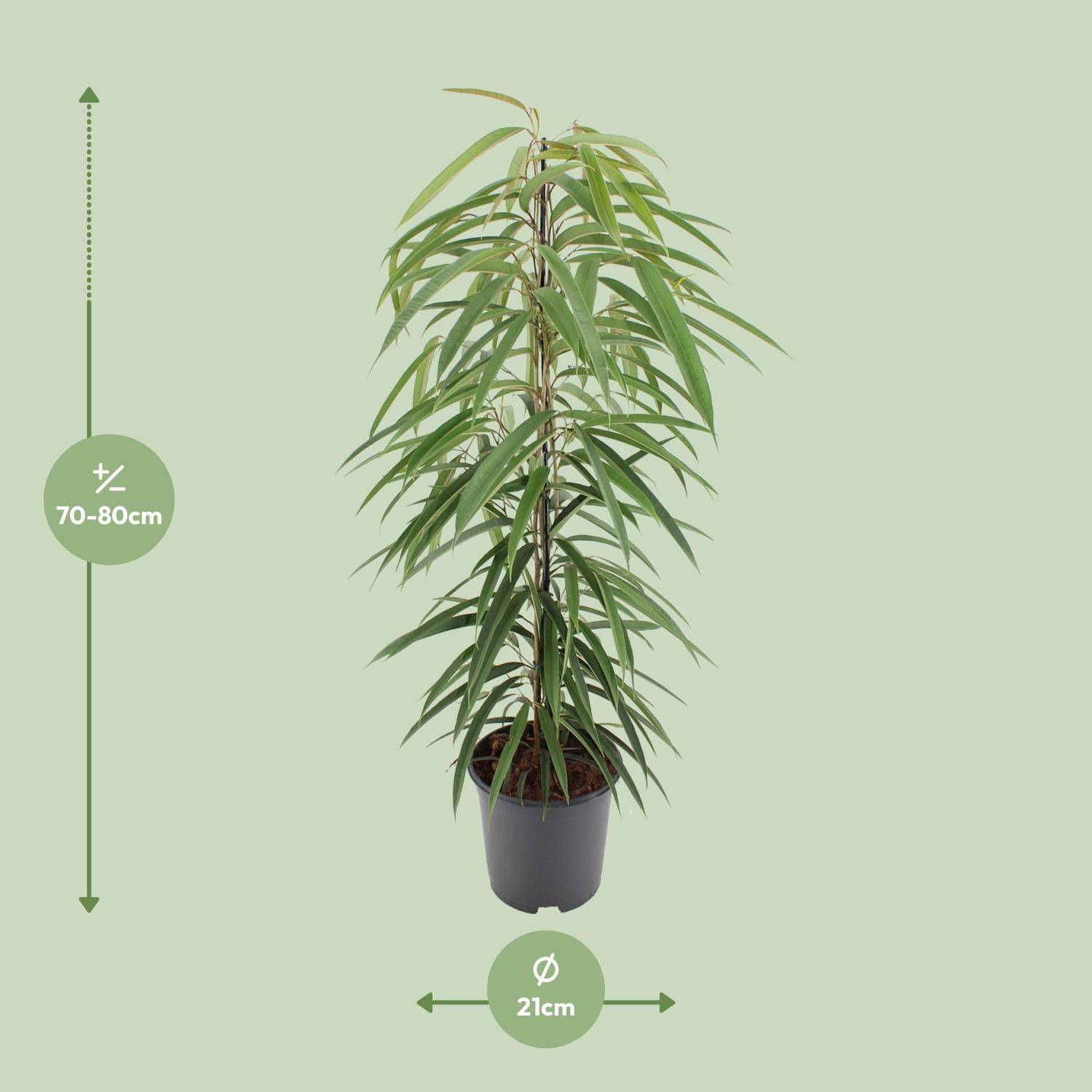 La Green Touch - Ficus binnendijkii Alii - Ficus à feuilles longues - H 80 cm, pot Ø21 cm - Image 2