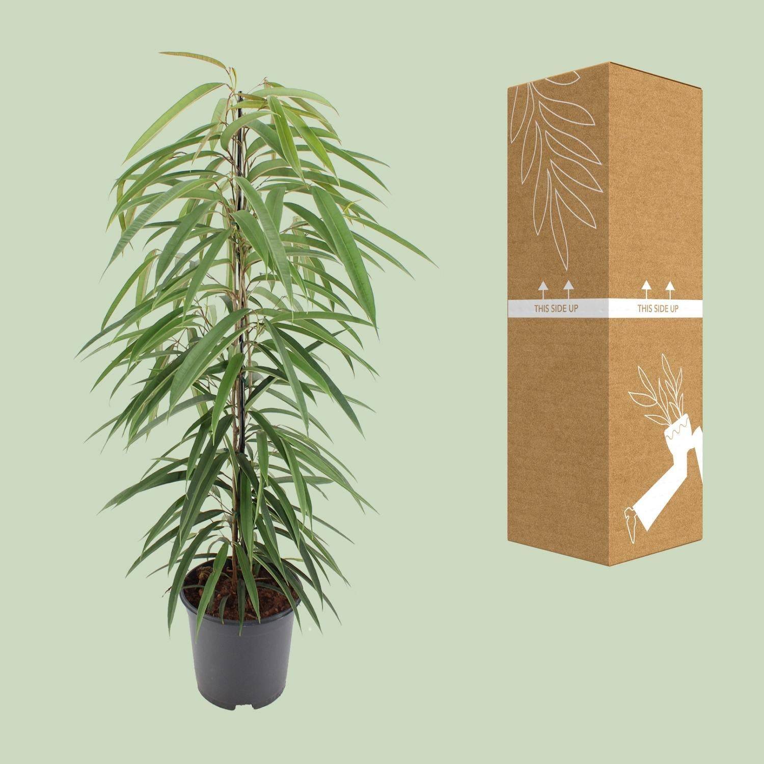 La Green Touch - Ficus binnendijkii Alii - Ficus à feuilles longues - H 80 cm, pot Ø21 cm - Image 3
