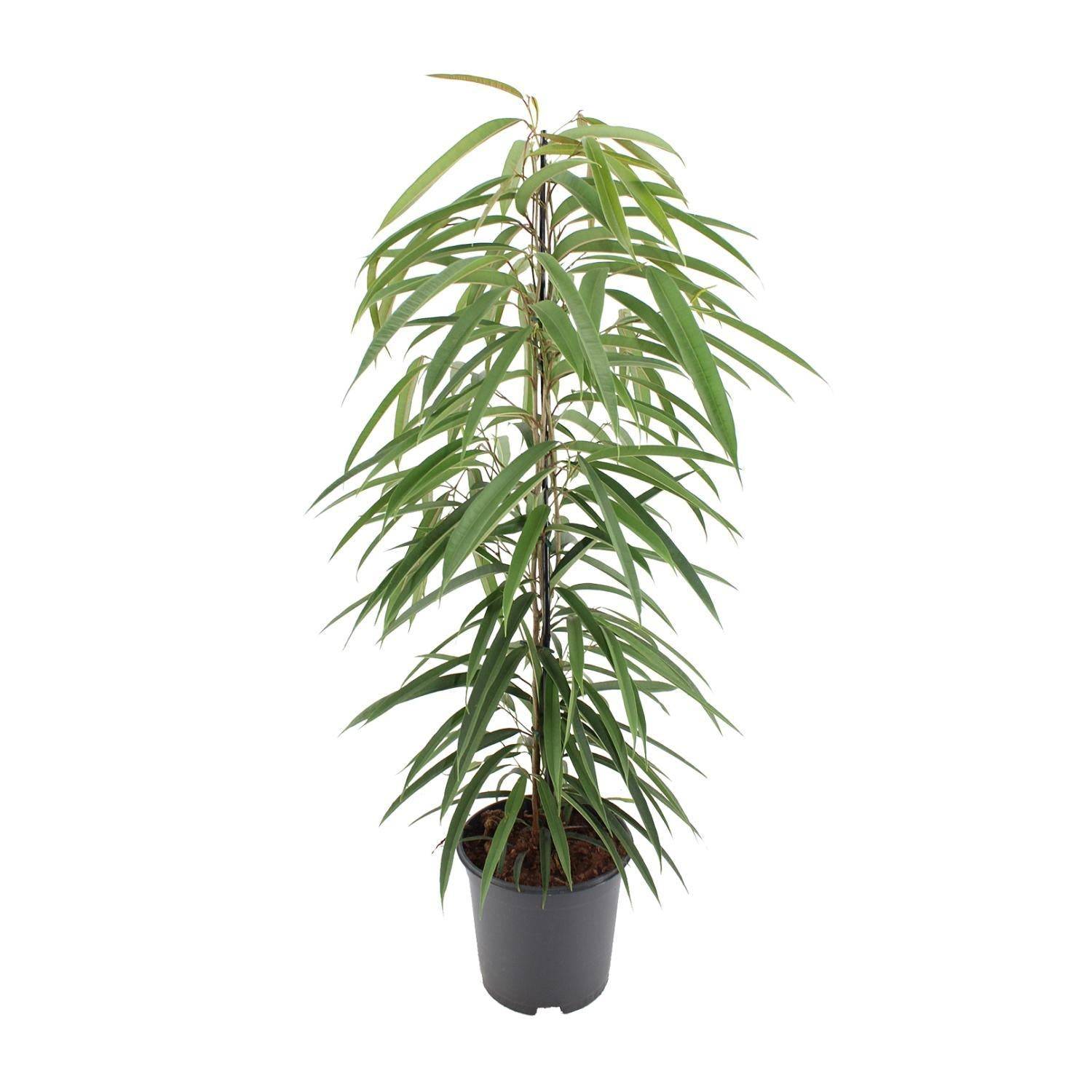 La Green Touch - Ficus binnendijkii Alii - Ficus à feuilles longues - H 80 cm, pot Ø21 cm