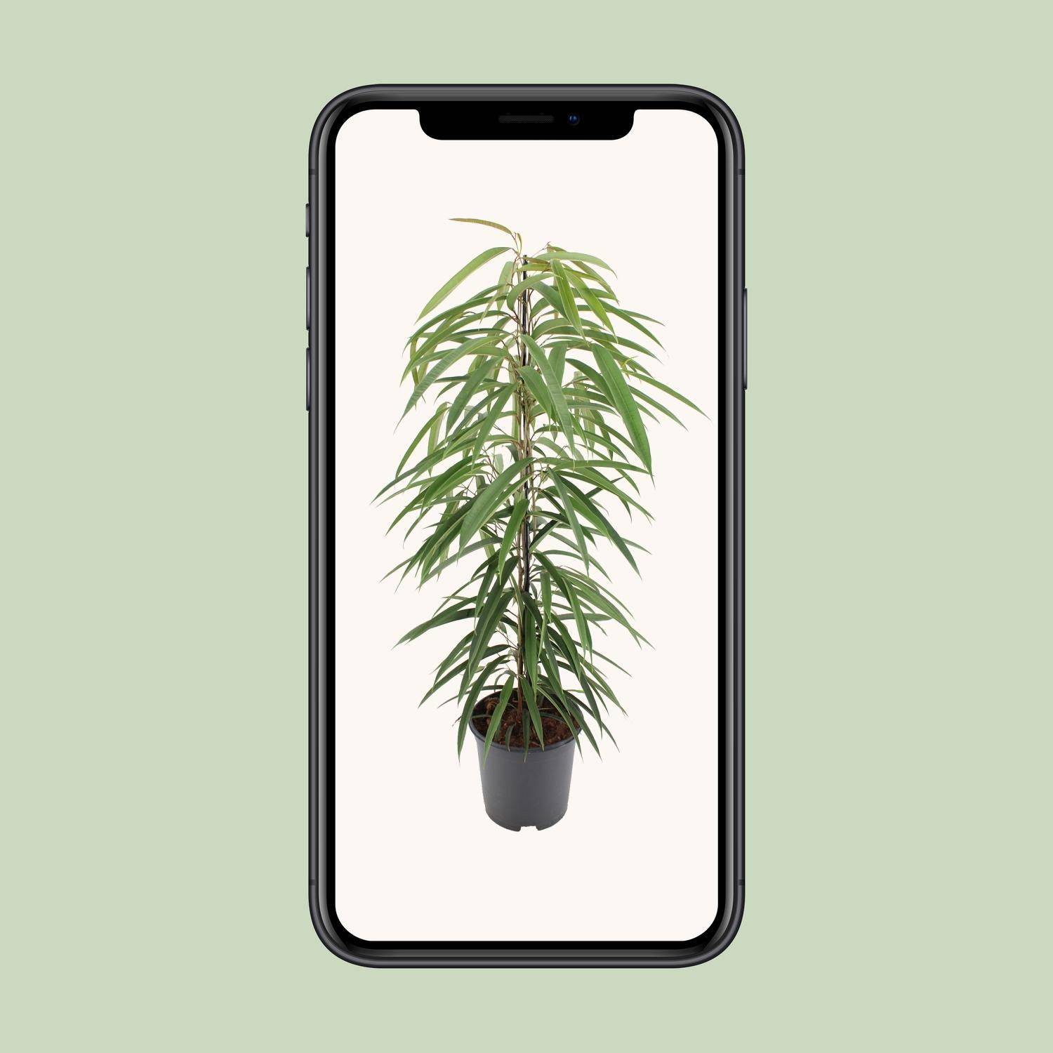 La Green Touch - Ficus binnendijkii Alii - Ficus à feuilles longues - H 80 cm, pot Ø21 cm - Image 4