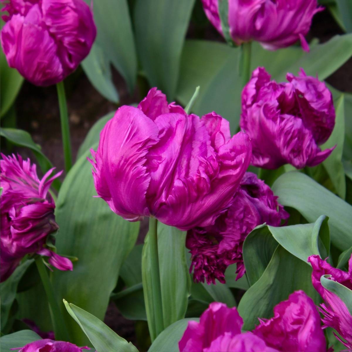Promesse de Fleurs - Tulipe Perroquet Parrot Prince Bulbe calibre 11+ (par 6)