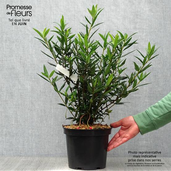 Promesse de Fleurs - Crinodendron hookerianum - Arbre aux lanternes Pot de 4L/5L - Image 2