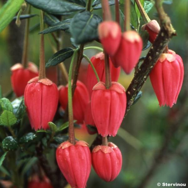 Promesse de Fleurs - Crinodendron hookerianum - Arbre aux lanternes Pot de 4L/5L