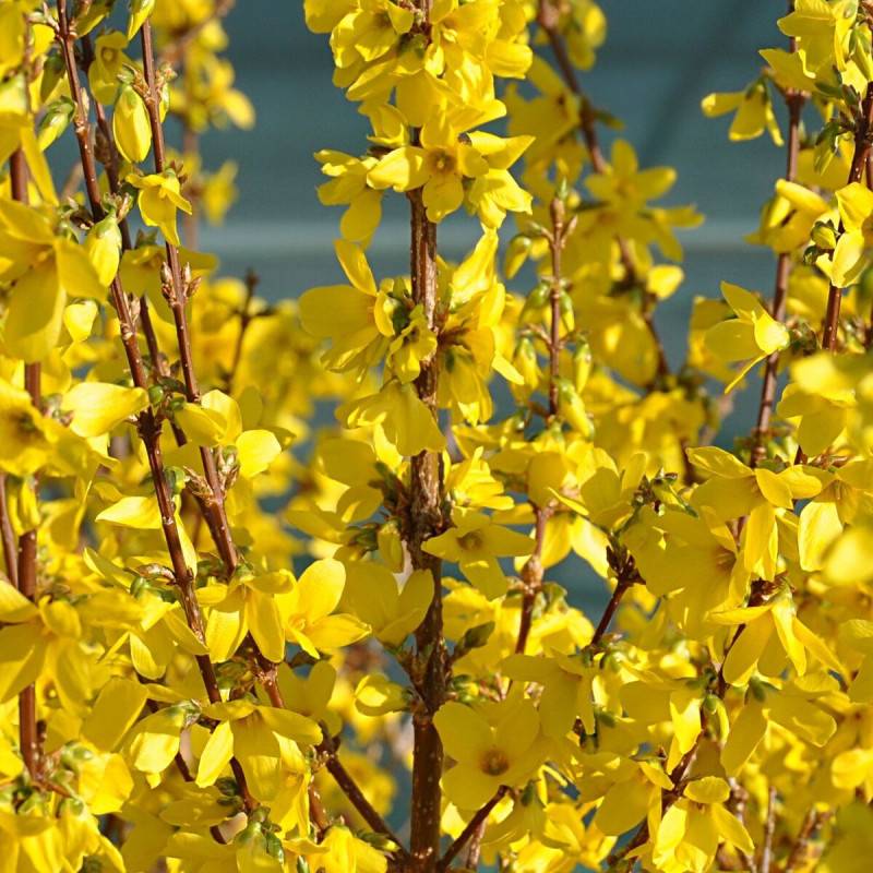 Forsythia Week End® 'Courtalyn', Mimosa de Paris à fleurs Jaune - feuillage Caduc - Pot de 4L - 40/60 cm-  hauteur à maturité De 1,50 m à 2,00 m - Image 1