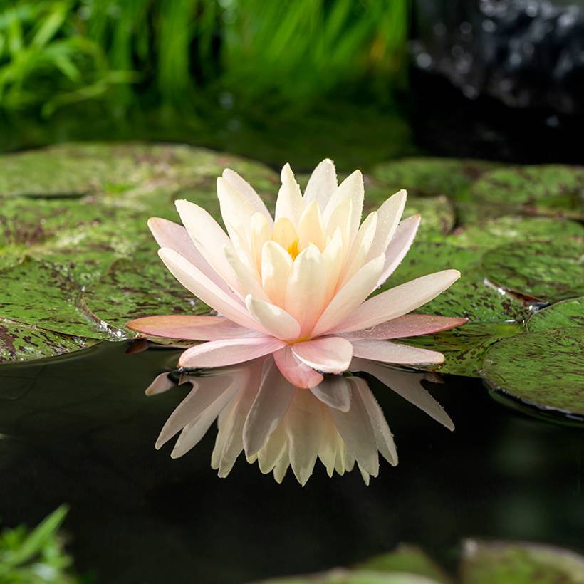 Nymphaea Mangkala Ubol - Nénuphar rustique rose saumon Pot de 1L/1,5L