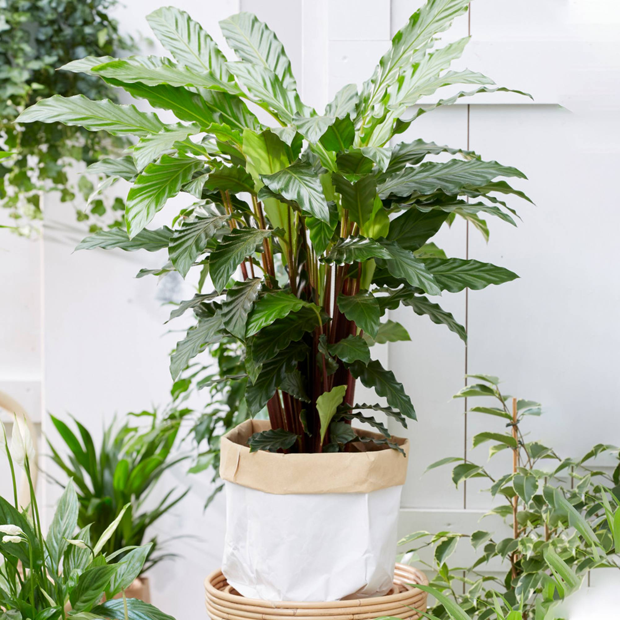 Gardenersdream - Calathea "Blue Grass" Luxuriante | Cadeau De Plante En Pot Pour La Maison Ou Le Bureau (De 30 À 40 Cm Pot Inclus) - GardenersDream - Image 1