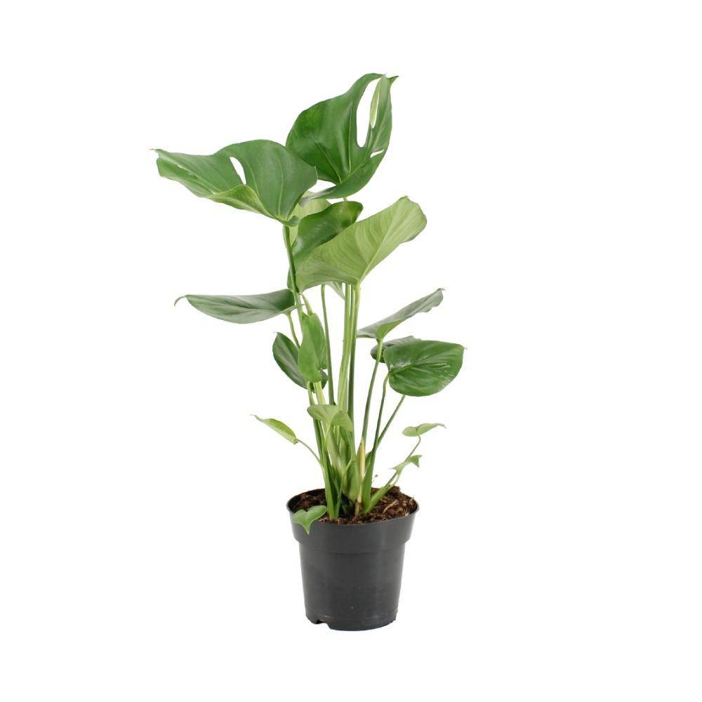 Monstera Deliciosa - D17 H60cm - Image 1