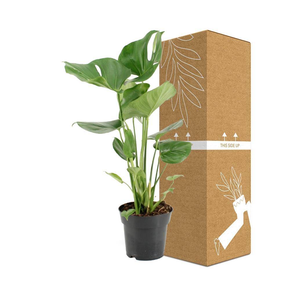 Monstera Deliciosa - D17 H60cm - Image 3