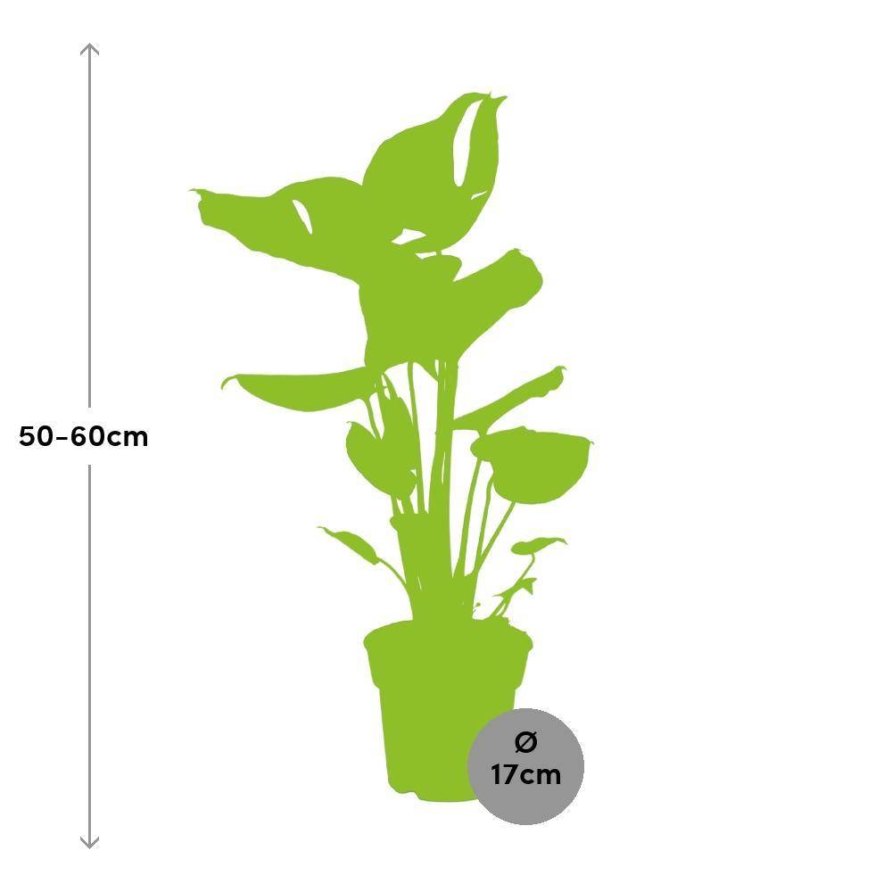 Monstera Deliciosa - D17 H60cm - Image 2