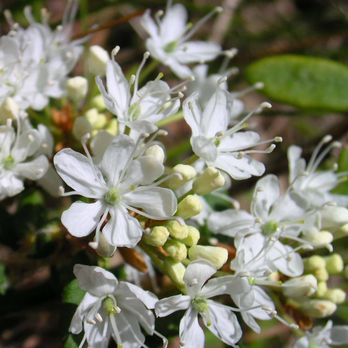 Promesse de Fleurs - Cerisier nain rampant - Prunus pumila Depressa Pot de 2L/3L