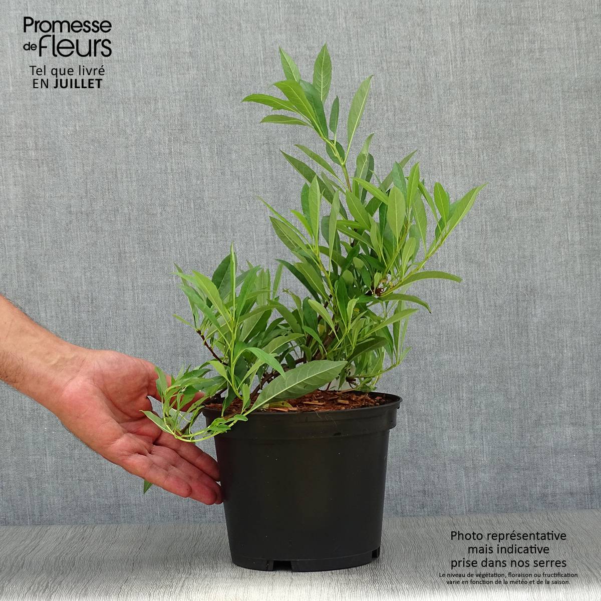 Promesse de Fleurs - Cerisier nain rampant - Prunus pumila Depressa Pot de 2L/3L - Image 2