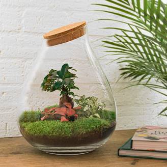 Terrarium en Kit Bonsaï + 4 Outils - D37 H37cm