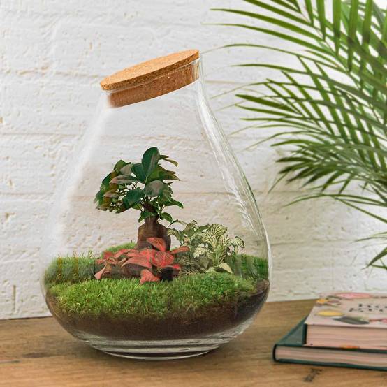 La Green Touch - Terrarium en Kit Bonsaï + 4 Outils - D37 H37cm - Image 1