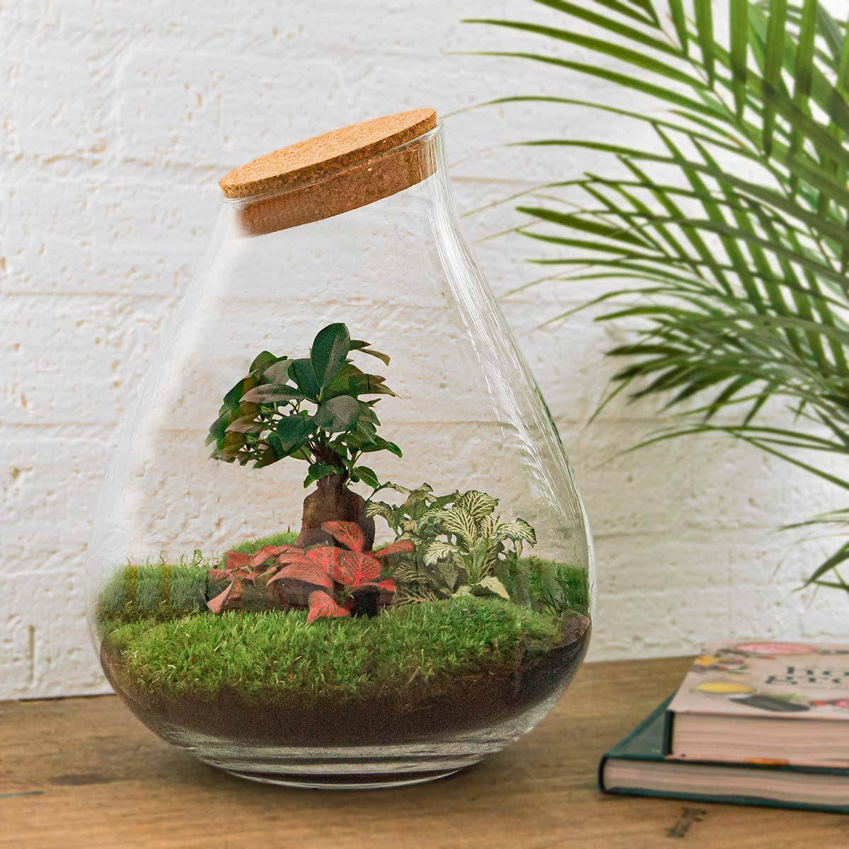 Terrarium en Kit Bonsaï + 4 Outils - D37 H37cm
