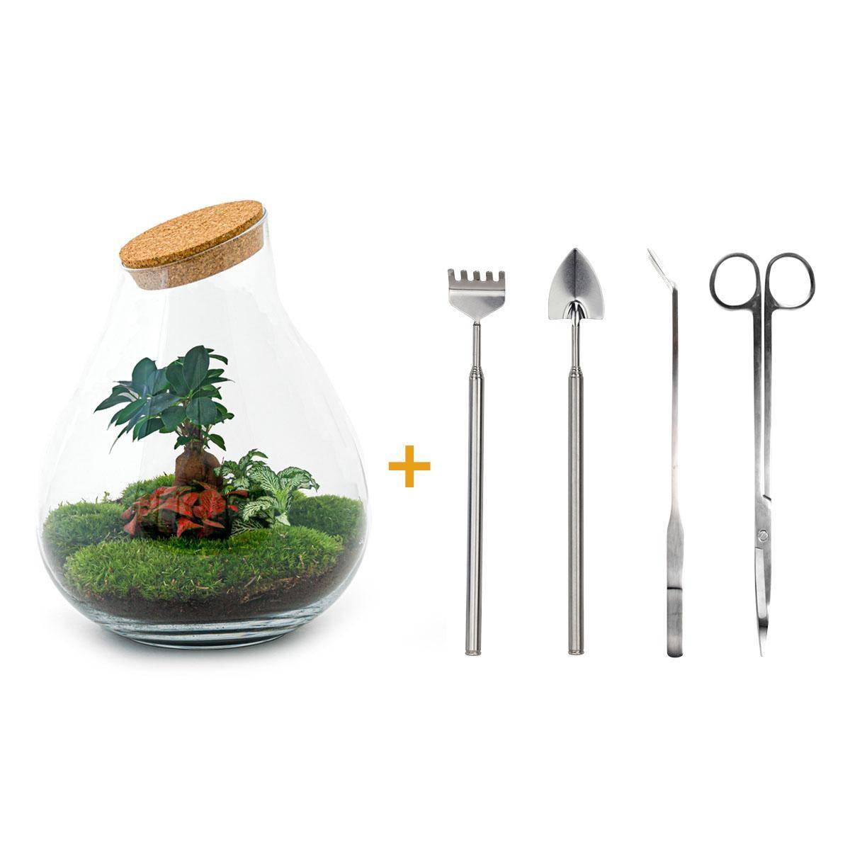 La Green Touch - Terrarium en Kit Bonsaï + 4 Outils - D37 H37cm - Image 2