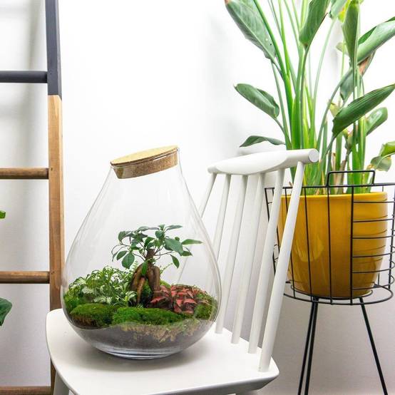 La Green Touch - Terrarium en Kit Bonsaï + 4 Outils - D37 H37cm - Image 3