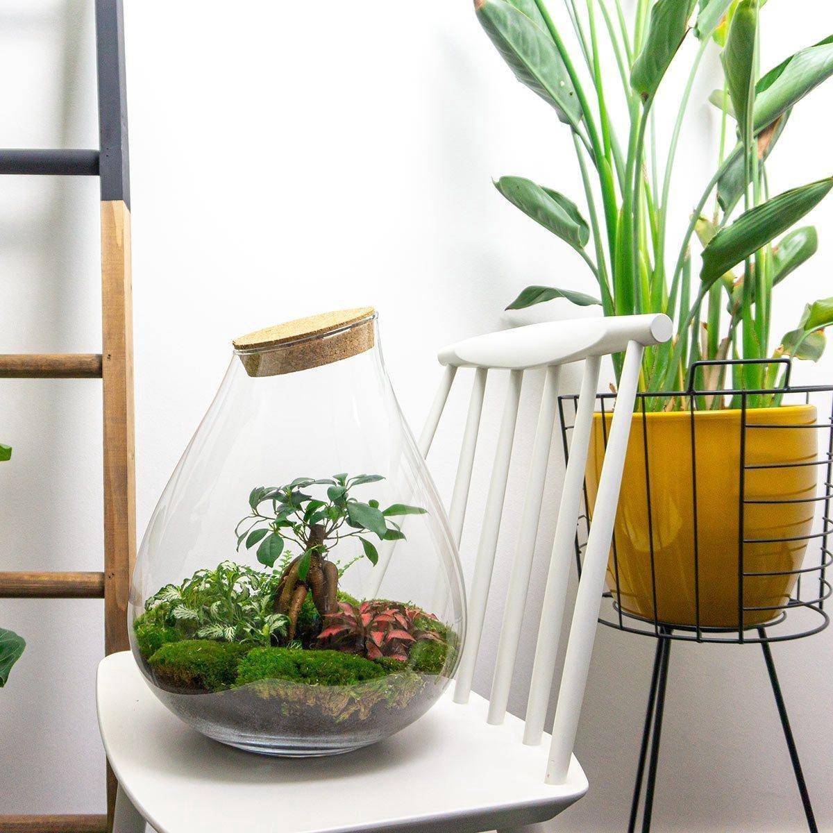 La Green Touch - Terrarium en Kit Bonsaï + 4 Outils - D37 H37cm - Image 3