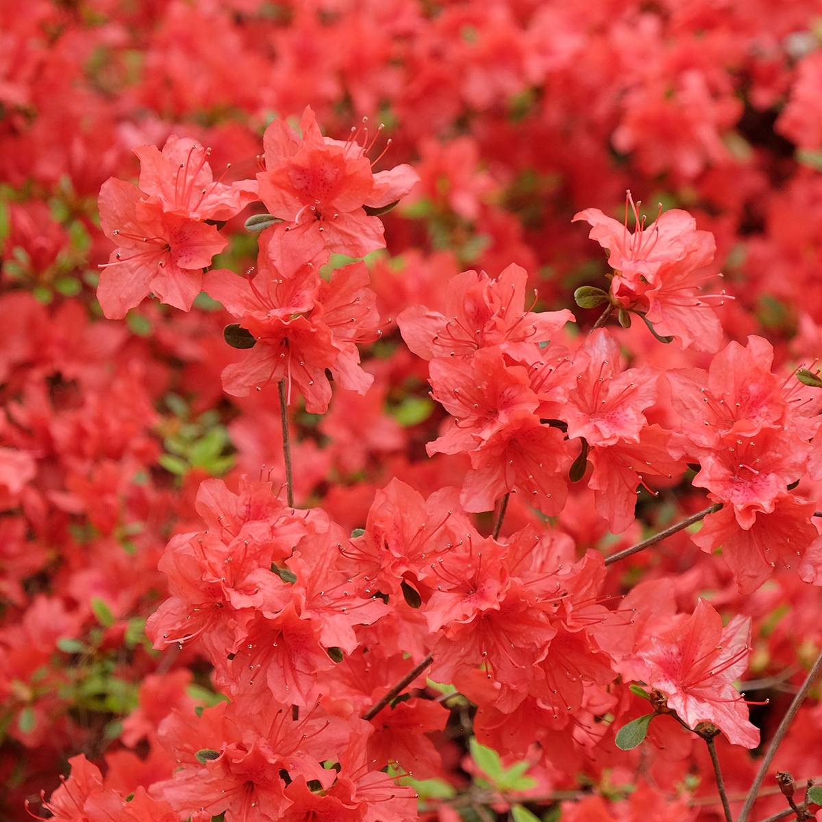 Promesse de Fleurs - Azalée japonaise Orange Beauty - Rhododendron hybride Pot de 2L/3L