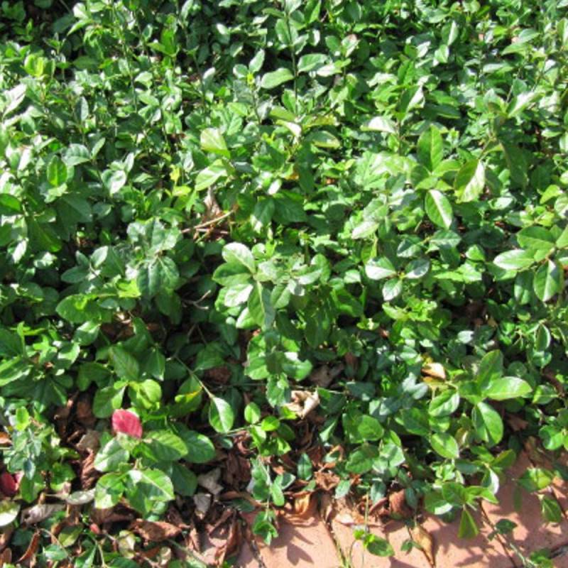 Fusain du Japon Microphyllus, Euonymus - Pot de 3L - 40/60 cm - Image 1