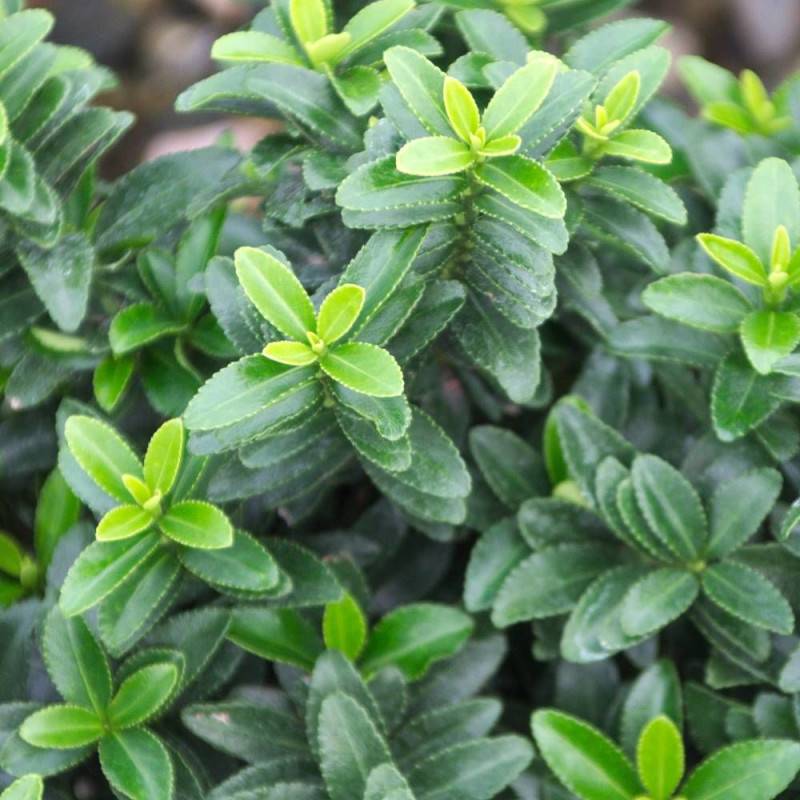 Fusain du Japon Microphyllus, Euonymus - Pot de 3L - 40/60 cm - Imagen 3