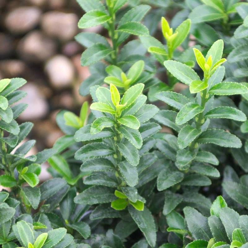 Fusain du Japon Microphyllus, Euonymus - Pot de 3L - 40/60 cm - Imagen 4