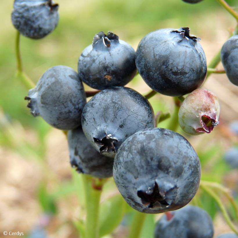 Promesse de Fleurs - Myrtillier Hortblue Poppins Pot de 1,5L/2L, Buisson