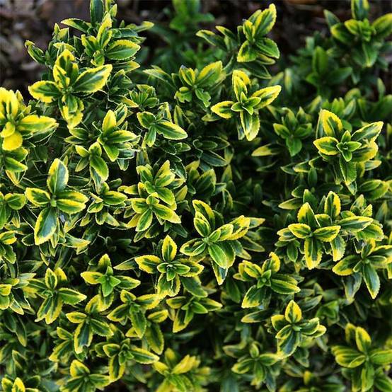 Promesse de Fleurs - Euonymus japonicus Microphyllus Aureovariegatus - Fusain Pot de 2L/3L