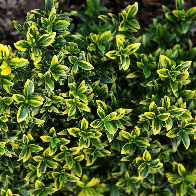 Promesse de Fleurs - Euonymus japonicus Microphyllus Aureovariegatus - Fusain Pot de 2L/3L