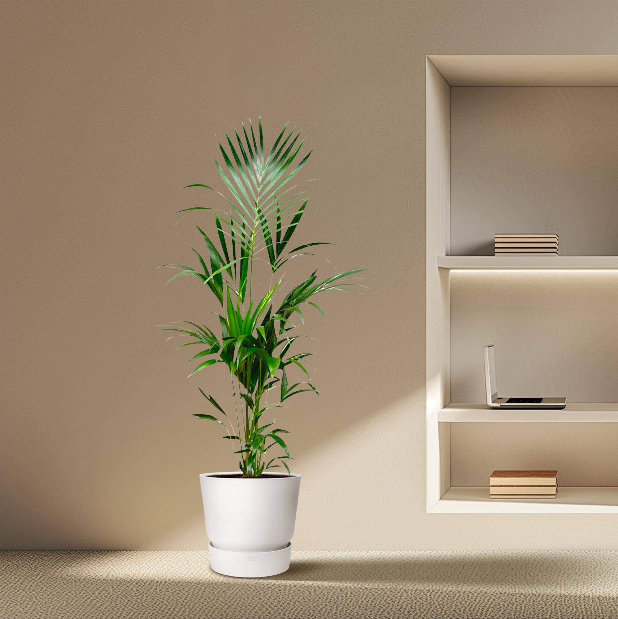 Palmier Kentia - Howea forsteriana - Ø25cm - ↕180cm - Plantes d’intérieur - Image 4