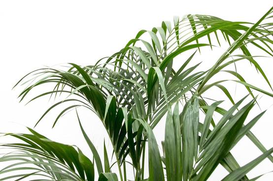 Palmier Kentia - Howea forsteriana - Ø25cm - ↕180cm - Plantes d’intérieur - Image 5
