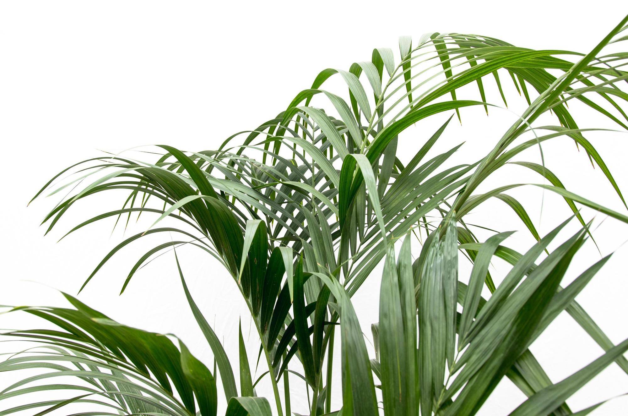 Palmier Kentia - Howea forsteriana - Ø25cm - ↕180cm - Plantes d’intérieur - Image 5