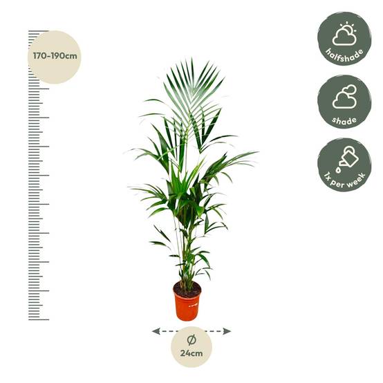 Palmier Kentia - Howea forsteriana - Ø25cm - ↕180cm - Plantes d’intérieur - Image 2