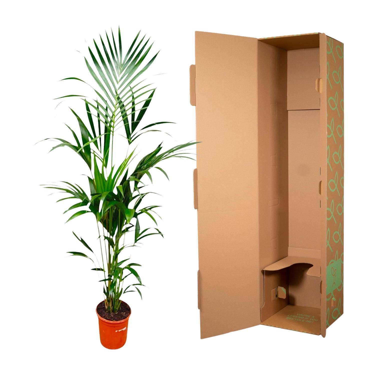 Palmier Kentia - Howea forsteriana - Ø25cm - ↕180cm - Plantes d’intérieur - Image 3