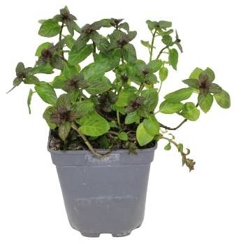 Fleuron D'Anjou - Plant de Menthe poivree pot de1 l - Image 1