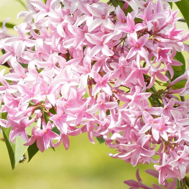 Lilas de Chine Josee, Syringa à fleurs Rose - feuillage Caduc - Pot de 1,5L - 10/20 cm-  hauteur à maturité De 2,50 m à 3,00 m - Imagen 2