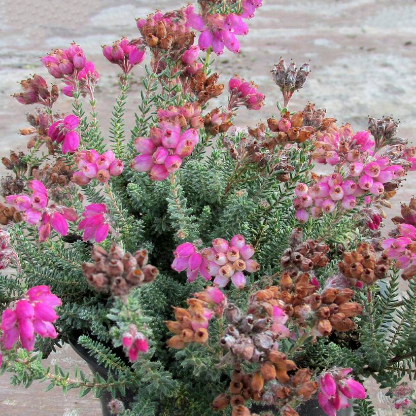 Promesse de Fleurs - Bruyère des marais - Erica tetralix Con Underwood Pot de 10 cm/11cm