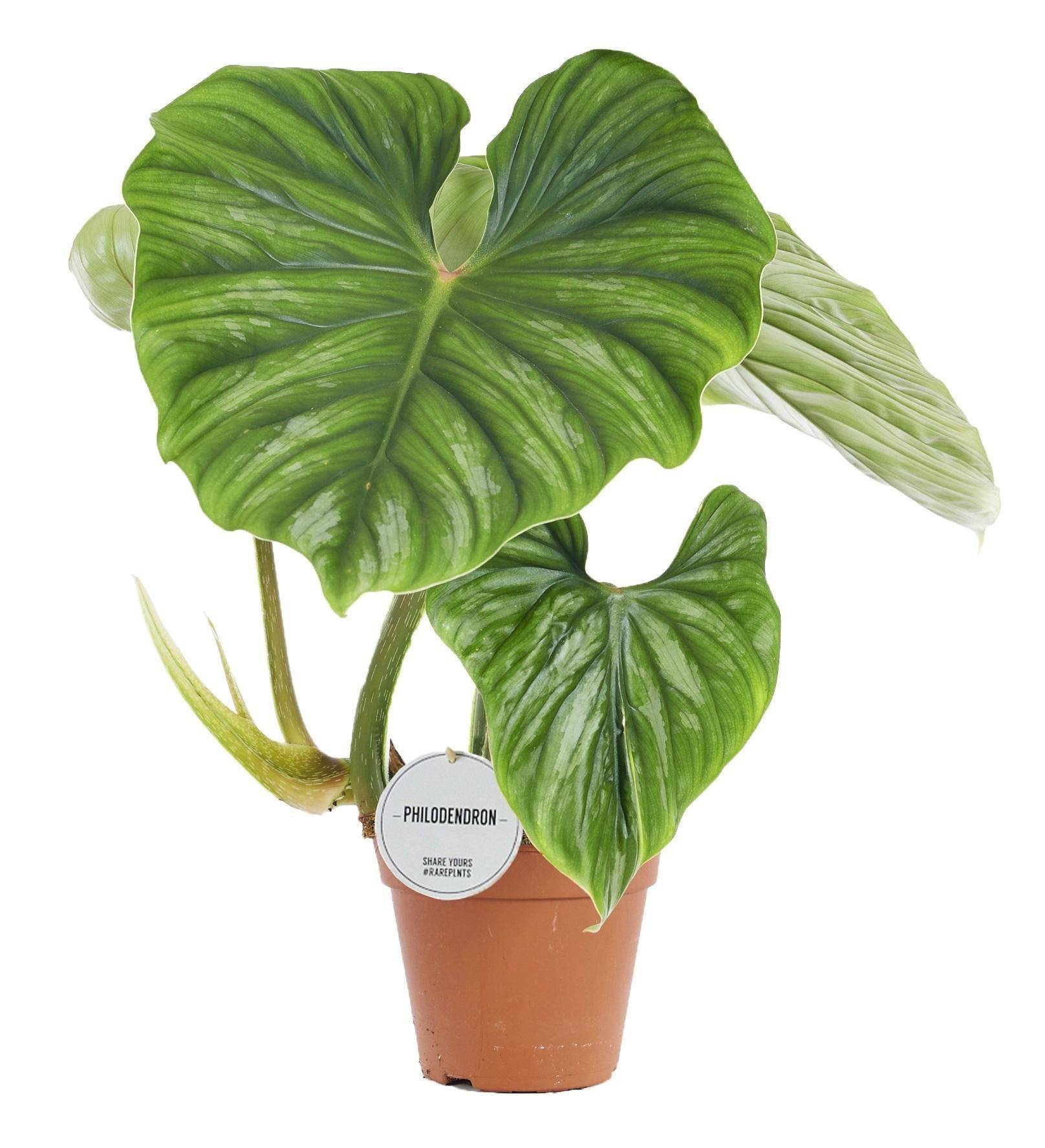 Philodendron Plowmanii 50cm - Plante d'intérieur- La Green Touch - Imagen 1