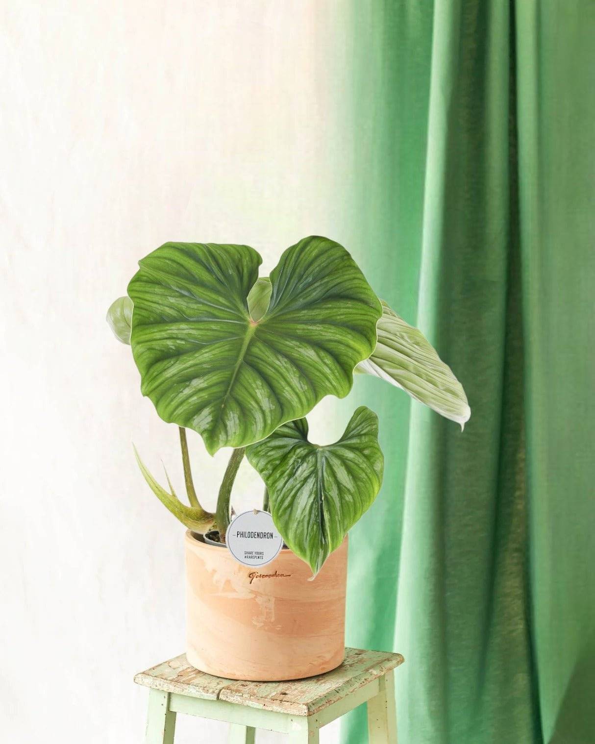Philodendron Plowmanii 50cm - Plante d'intérieur- La Green Touch - Imagen 2
