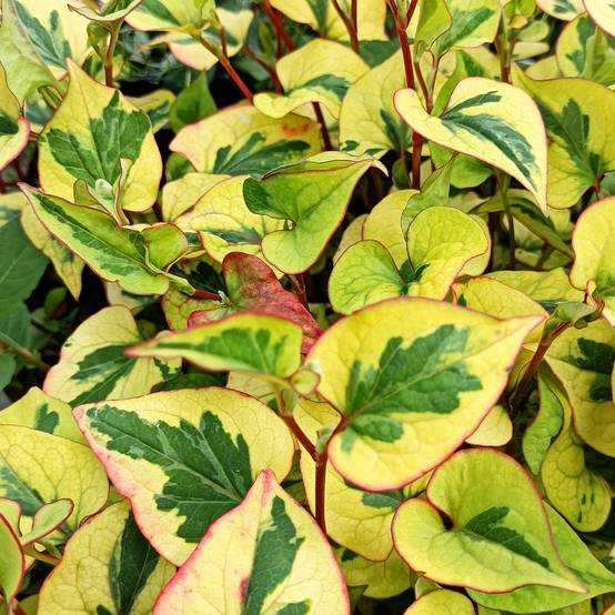 Houttuynia cordata Chameleon Godet de 7/8 cm