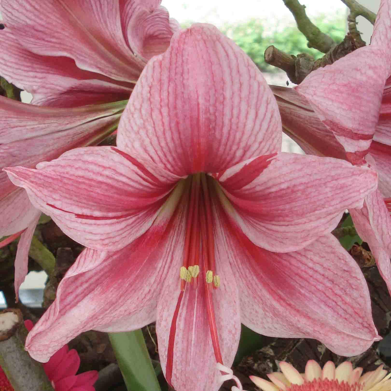 Promesse de Fleurs - Amaryllis Gervase Bulbe calibre 30/32