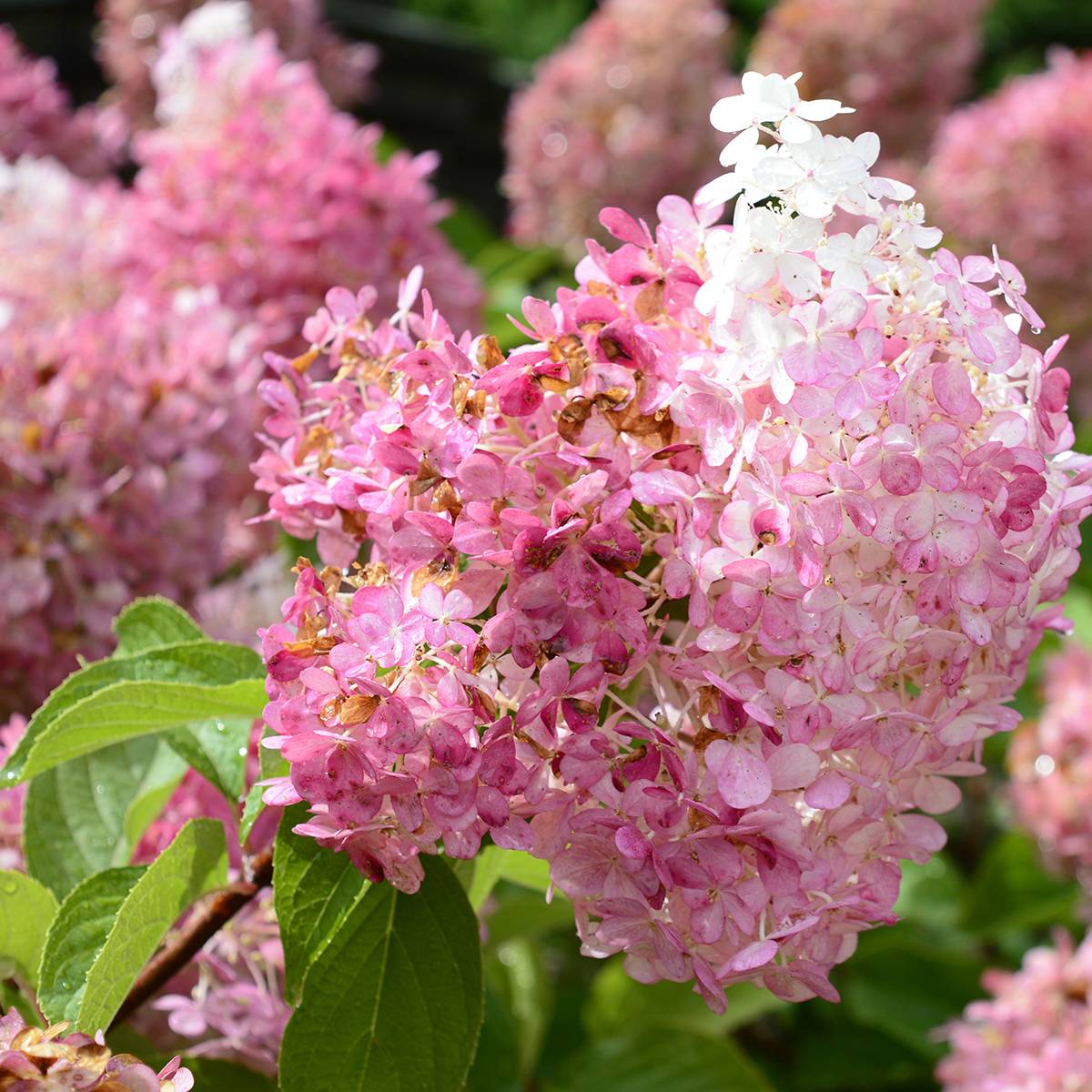 Promesse de Fleurs - Hydrangea paniculata Diamant Rouge - Hortensia paniculé Pot de 2L/3L, Buisson, 3/4 branches - Image 1