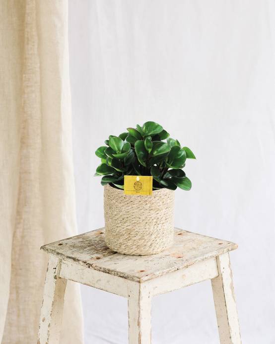 Peperomia Burning Bush 25cm - Plante d'intérieur- La Green Touch - Image 2
